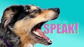 Easy Dog Trick How to Teach your Dog to Speak or Bark When you Ask [upl. by Anelim]