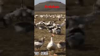 Ardahan a Özel ardahan kuslar kazlar kuşlarlayolculuk kars animals [upl. by Erej643]