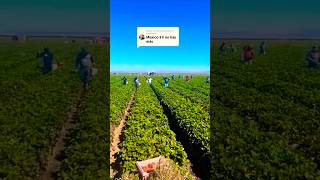 Mexicans Hardest Workers 💯 Farm Workers Chicano Mexicano Indigenous NativeAmerican VickysTown [upl. by Aened]