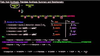 Fatty Acid Synthesis Part 7 of 12  Palmitate Synthesis Summary and Stoichiometry [upl. by Phira71]