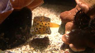 Boxfish Ostracion cubicus  Gelbbrauner Kofferfisch 1 [upl. by Heiskell]