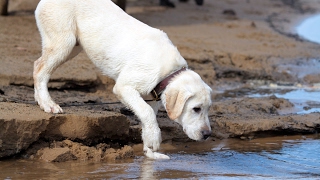 Labrador Retriever Puppy  Training Overview [upl. by Haram]