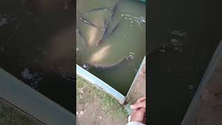 Buffer fish ko Pani se Na nikale [upl. by Alilahk]