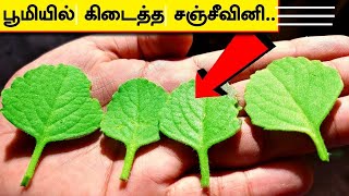 முதுகு மற்றும் முழங்கால் வலி இறக்கும் வரை வராது  Ajwain Plant Uses  Joint Pain Treatment in Tamil [upl. by Anaile556]