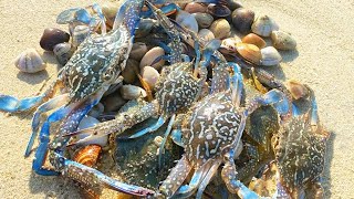 Swimming crab amp swimming crab are great to catch grouper is stranded [upl. by Ydniw]