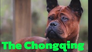 The Chongqing dog [upl. by Esma]