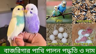 বাজরিগার পাখি পালন ও দাম  Budgerigar Bird Rearing In Bangla  Budgerigar Pakhi Palon Poddoti [upl. by Jp]