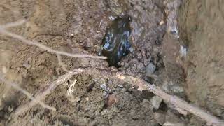 Old Orangeburg pipe held a nasty surprise backup septic woah omg dirty itsadirtyjob [upl. by Giarla515]