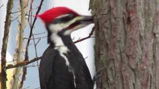 Pileated Woodpecker at Work [upl. by Nevak]