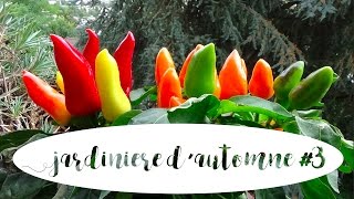 Jardinière dautomne 3  piments dornement [upl. by Dihahs]