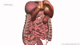 Peritoneal Cavity  Part 4  Intraperitoneal and Retroperitoneal Organs  Anatomy Tutorial [upl. by Merkley]