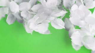 Flower Transition Green Screen l White Flower [upl. by Gelasias]