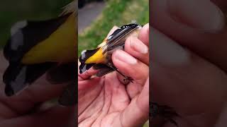 Found this pretty bird in the grass Sadly had died Spotted Pardalote birds [upl. by Ainedrag963]