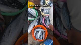 Mumbai colaba wholesale fish market  Vishal prabhe fishing shorts [upl. by Esinel504]