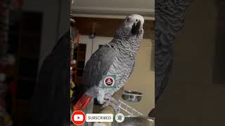 macaw parrot macawparrot [upl. by Adlemy427]