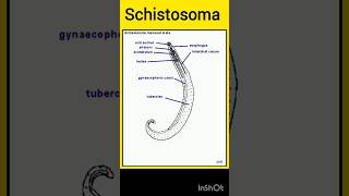 schistosoma  motivation  neet  Smartstudentwithshraddha456  iitjee  viralvideo [upl. by Veronike]