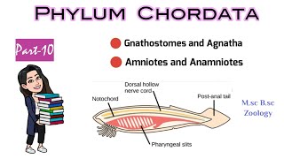 Part10 What are Gnathostomes amp AgnathaDifference between Anamniotes and AmniotesMSc BSc Zoology [upl. by Yelsnit308]