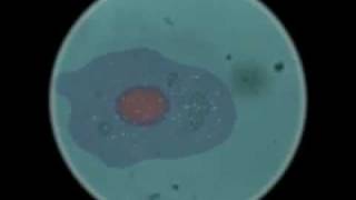 Amoeba Movie by Jorge Microbiology Movie [upl. by Mckenna]