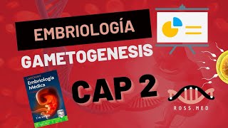 CAP 2GAMETOGENESISEMBRIOLOGÍA MÉDICA DE LAGMANRESUMENPODCAST [upl. by Luoar]