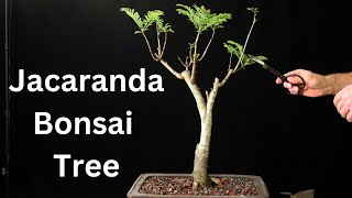 Jacaranda Bonsai Tree From Seed 20182023 repot jacaranda mimosifolia [upl. by Htiekal]