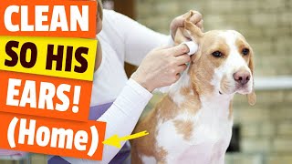 🤝HOW TO make a DOG EAR CLEANER homemade [upl. by Turk]