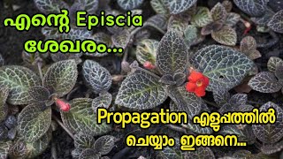 Episcia Plant varieties and Propagation Malayalam [upl. by Graniela]