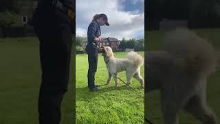 Fun obedience exercises with a Labradoodle [upl. by Airda]