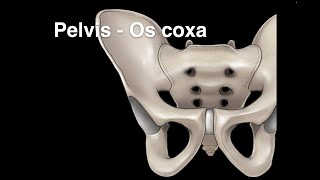 Pelvis Osteology Os coxa [upl. by Tennies]