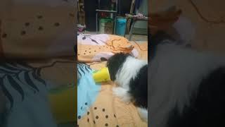 Potchie HAHAHA ❤️ viralvideo pomeranian shitzu cute [upl. by Nyleahcim51]