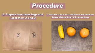 FORM 5 KSSM BIOLOGY ACTIVITY 52 Effects of Presence of a Phytohormone on Fruit Ripening [upl. by Eryt981]