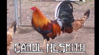 Best Gamefowl Breeders in USA Part 1 [upl. by Leblanc10]