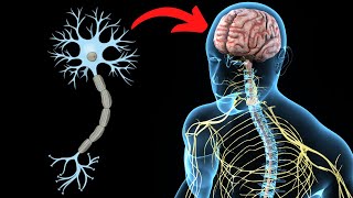 El SISTEMA NERVIOSO CENTRAL explicado partes y funcionamiento🧠 [upl. by Enyr122]