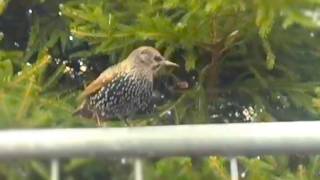 ASMR Starlings singing Slowed Down SOUNDS AMAZING [upl. by Manas]