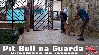 PIT BULL NA GUARDA  Simulação de invasão [upl. by Arrait]