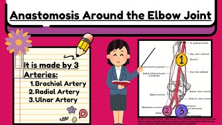 Anastomosis Around the Elbow Joint Explained Easy  Arteries of Upper Limb Anatomy by Novice Medic [upl. by Pufahl176]