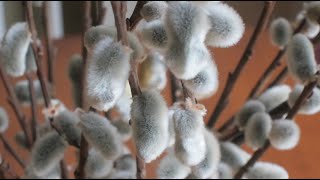 Pruning Pussy Willow by Pollarding Salix caprea or discolor [upl. by Robbert]