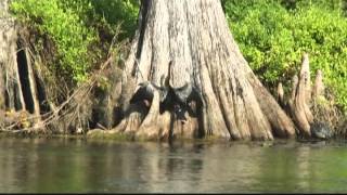 Wakulla River Florida Jungle River Cruise Boat Ride [upl. by Kavanagh896]