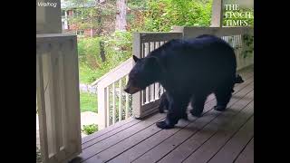 Mother Bear brings her first litter of cubs to visit a man’s house [upl. by Seligman353]