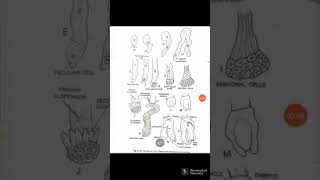 Gnetum Structure of Seed and Seed germination GymnospermsBotany Lectures [upl. by Fahey]