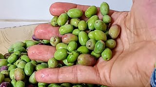 تمليح الزيتون الساحلي أو الجويد 🍃على طريقتي👩‍🍳 والنتيجة معاكم​ Conservation des🔝 olives [upl. by Ahsyle]