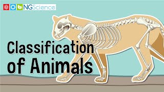 Classification of Animals [upl. by Niawat]