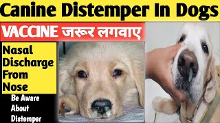 Canine Distemper Treatment  CD Treatment  Distemper In Dogs  Canine Distemper In Dogs  dogs [upl. by Latty]