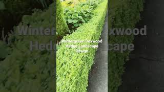 Wintergreen Boxwood Hedge Landscape Design [upl. by Kin960]