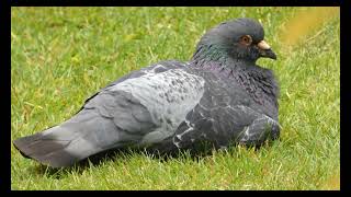 Pigeon resting on grass pt 2 [upl. by Celine]