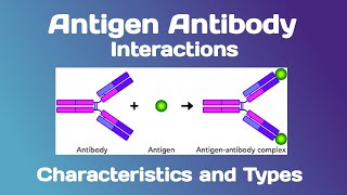 Antigen Antibody interactions Characteristics and Types [upl. by Thorncombe]