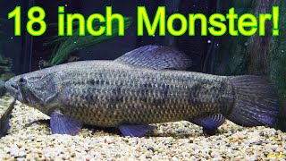 Common Wolf Fish 18 inch long monster [upl. by Ticknor285]