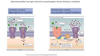 Neurobiology 44 Properties of chemical synapses [upl. by Urana]