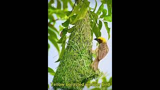 Yellow Breasted Weaver bird [upl. by Estevan313]