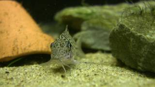 Corydoras Trilineatus  The leopard cory [upl. by Aicirtak15]