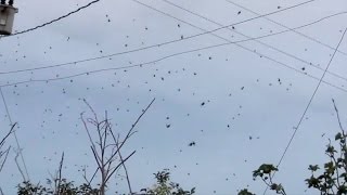 Le ciel nous est tombé sur la tête  La pluie daraignée [upl. by Evanne997]